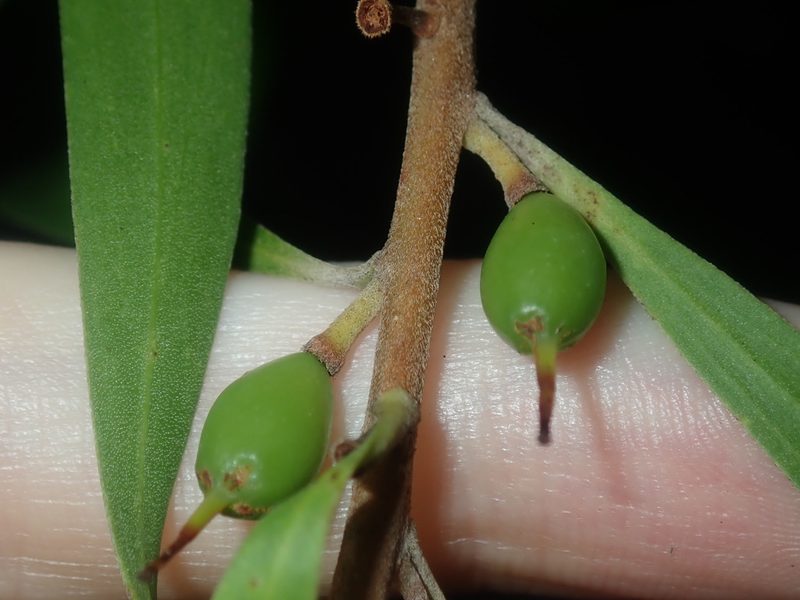 Persoonia katerae, photographed by Thomas Mesaglio