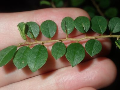 Maclura cochinchinensis, photographed by Thomas Mesaglio