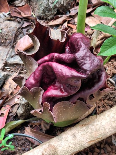 Amorphophallus paeoniifolius, photographed by Pranav Chandra Bose
