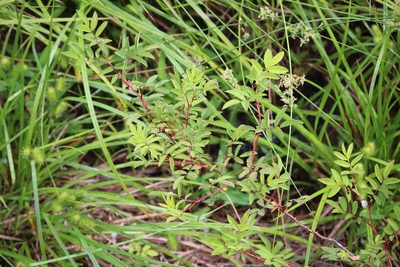 Rosa palustris, photographed by Ashwin Srinivasan