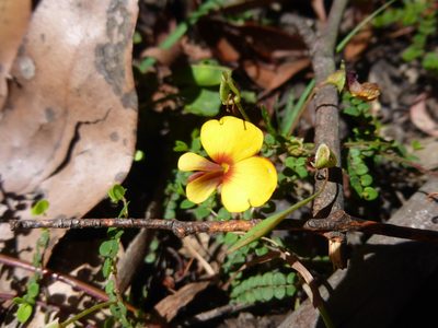 Bossiaea hendersonii, photographed by Kiri Bee