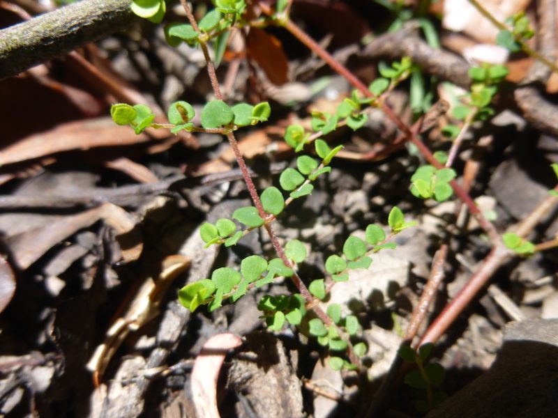 Bossiaea hendersonii, photographed by Kiri Bee