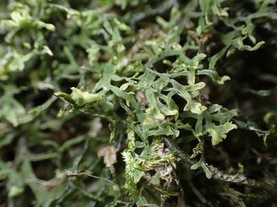 Metzgeria pubescens, photographed by Julia Carr