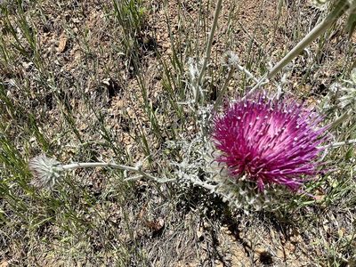 Cirsium occidentale, photographed by Dutza K.