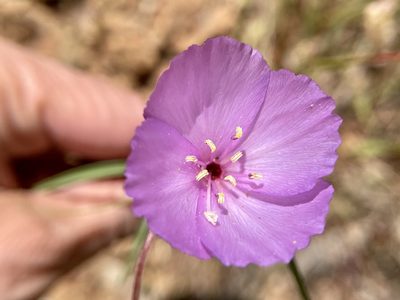 Clarkia gracilis, photographed by Dutza K.