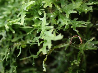 Metzgeria pubescens, photographed by Julia Carr