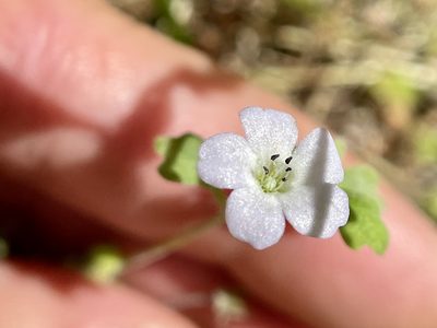 Nemophila heterophylla, photographed by Dutza K.