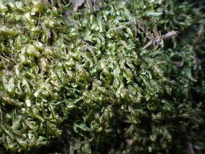 Homalia trichomanoides, photographed by Julia Carr