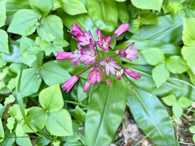 Clintonia andrewsiana, photographed by Dutza K.