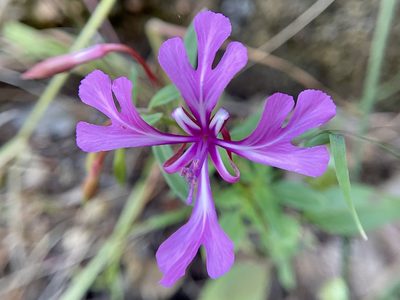 Clarkia concinna, photographed by Dutza K.