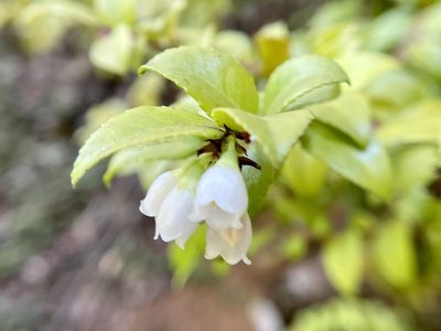 Vaccinium ovatum, photographed by Dutza K.