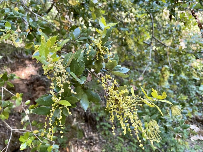 Quercus parvula, photographed by Dutza K.
