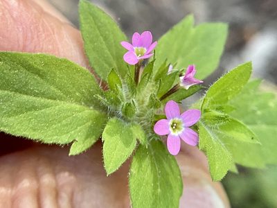 Collomia heterophylla, photographed by Dutza K.