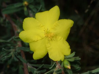 Hibbertia obtusifolia, photographed by Thomas Mesaglio