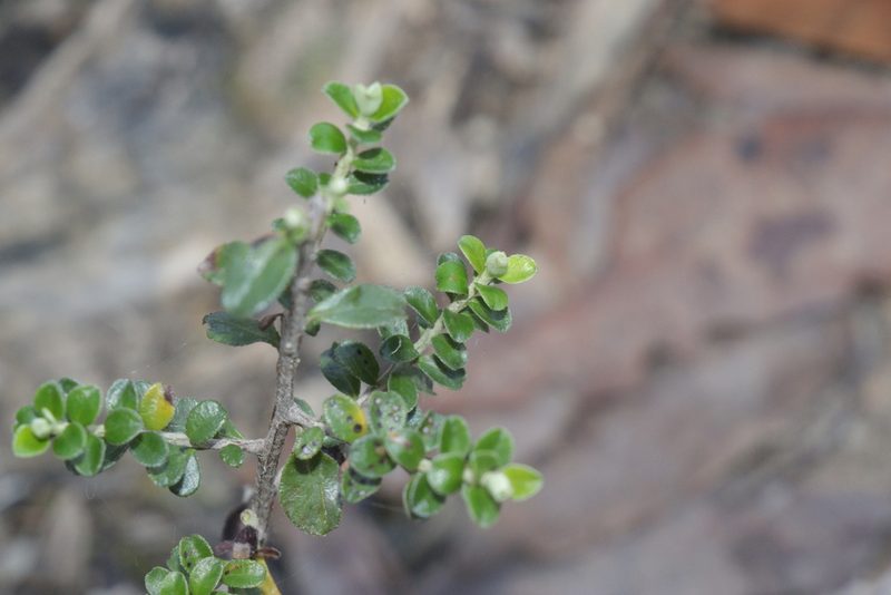 Ozothamnus obcordatus, photographed by Dylan Wishart