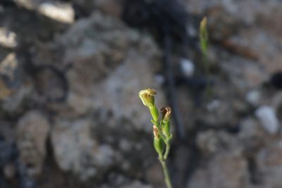 Pterostylis parviflora, photographed by Dylan Wishart