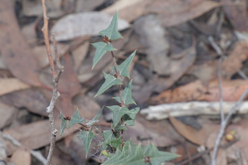 Bossiaea obtusangula, photographed by Dylan Wishart