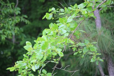 Nyssa sylvatica, photographed by Ashwin Srinivasan