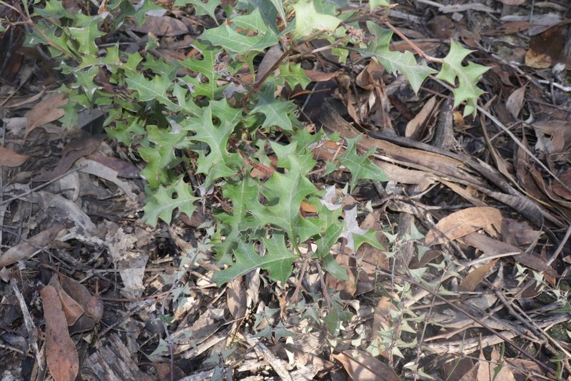 Grevillea steiglitziana, photographed by Dylan Wishart