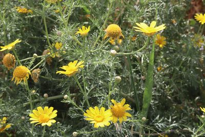 Glebionis coronaria, photographed by Marko Tähtinen