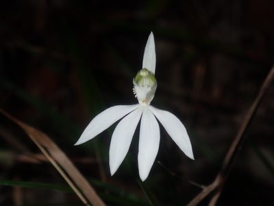 Caladenia picta, photographed by Thomas Mesaglio