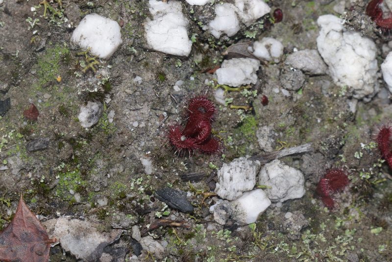 Drosera aberrans, photographed by Dylan Wishart