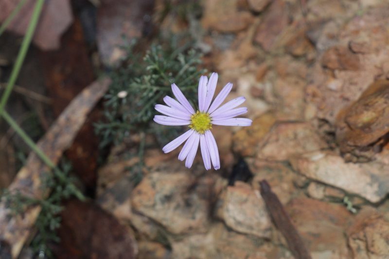 Brachyscome multifida, photographed by Dylan Wishart
