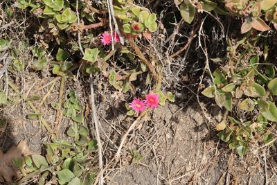 Mesembryanthemum cordifolium, photographed by Marko Tähtinen