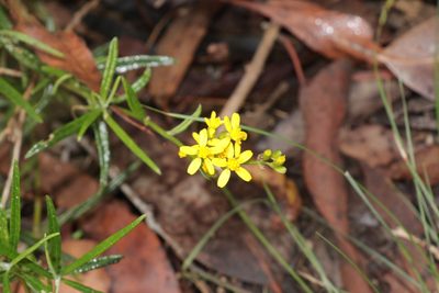 Senecio linearifolius, photographed by Dylan Wishart