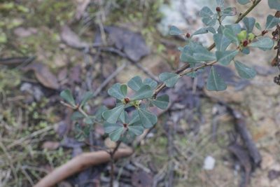 Pultenaea daphnoides, photographed by Dylan Wishart