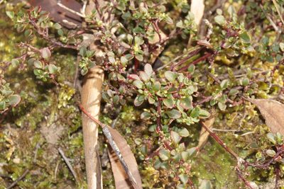 Chenopodium robertianum, photographed by Dylan Wishart