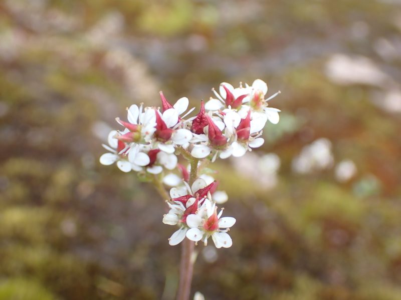 Micranthes occidentalis, photographed by Julia Carr