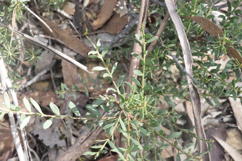 Acacia acinacea, photographed by Dylan Wishart