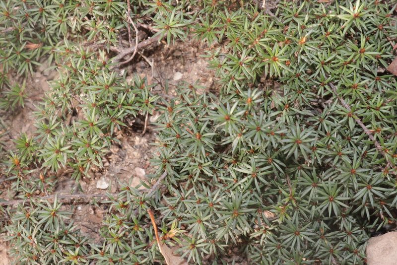 Pultenaea pedunculata, photographed by Dylan Wishart