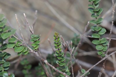 Platysace lanceolata, photographed by Dylan Wishart