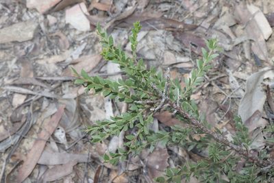 Acacia acinacea, photographed by Dylan Wishart