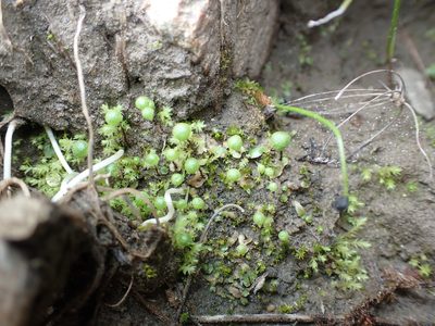 Mannia gracilis, photographed by Julia Carr