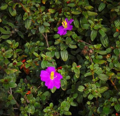 Osbeckia rubicunda, photographed by desertnaturalist