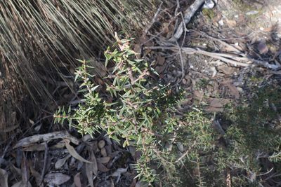 Acacia oxycedrus