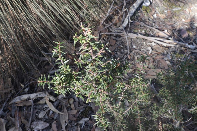 Acacia oxycedrus, photographed by Dylan Wishart