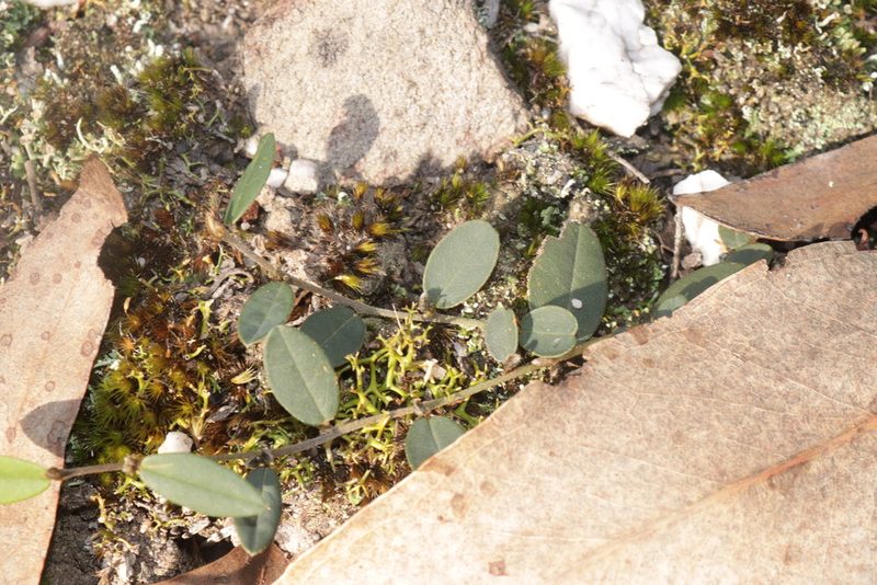 Hovea heterophylla, photographed by Dylan Wishart