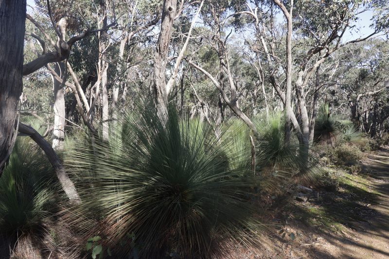 Xanthorrhoea australis, photographed by Dylan Wishart