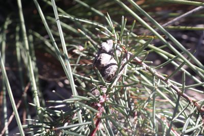 Hakea decurrens, photographed by Dylan Wishart