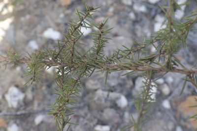 Acacia aculeatissima