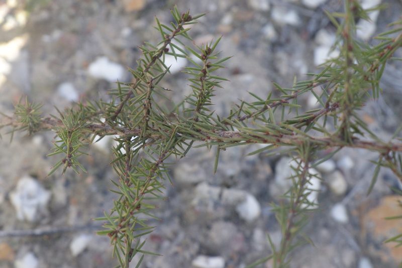 Acacia aculeatissima, photographed by Dylan Wishart