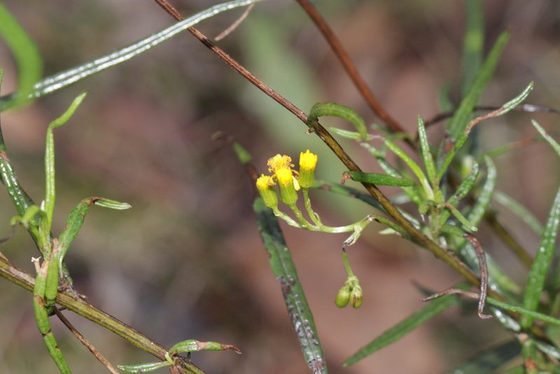 Senecio linearifolius, photographed by Dylan Wishart