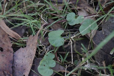 Dichondra repens, photographed by Dylan Wishart