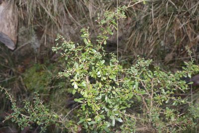 Bursaria spinosa, photographed by Dylan Wishart