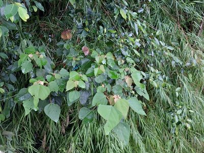 Mallotus japonicus, photographed by 胡正恆(Jackson Hu)