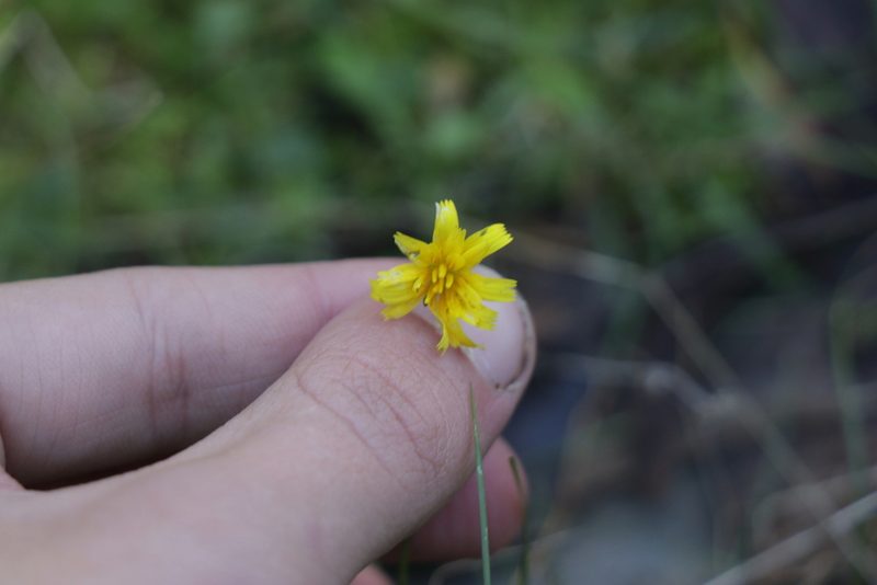 Microseris walteri, photographed by Dylan Wishart